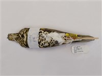藏品(虎鶇)的圖片